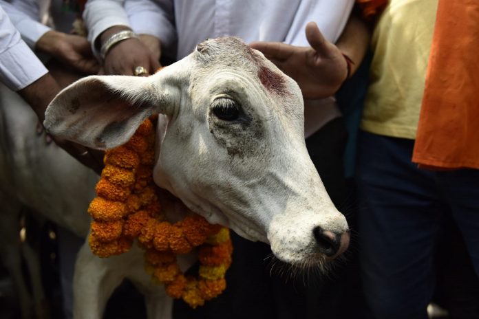 Latest news on cows |ThePrint.in Alwar Mob Lynching
