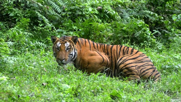 INDIA-ENVIRONMENT-ANIMAL-TIGER-FILES INDIA-ENVIRONMENT-ANIMAL-TIGER-FILES