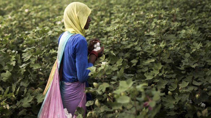 Latest News on Farmer | ThePrint.in News on Farmer