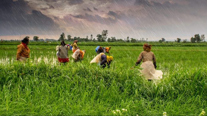 Latest News on Agriculture_and_rural_farms_of_India-| ThePrint.in news on agriculture