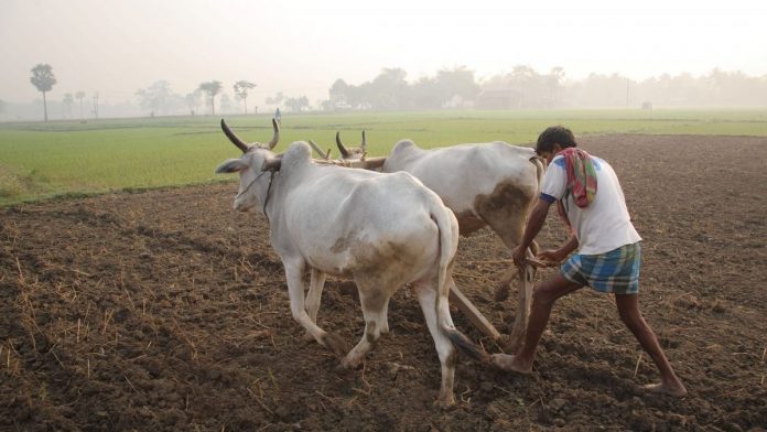 farmer farmer
