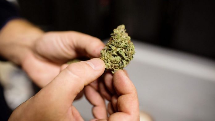 Cannabis-696x392 Cannabis-696x392