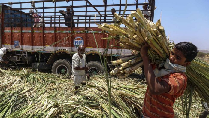 Sugarcane-farmers-696x392 Sugarcane-farmers-696x392